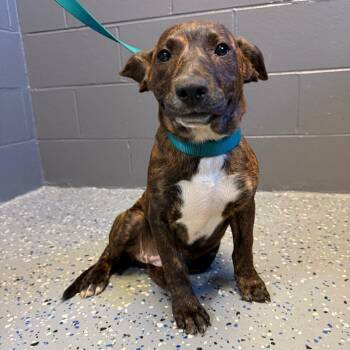 Mixed Breed Dogs Available for Adoption in Buffalo, Minnesota - Hazel | PetCurious