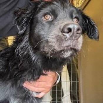 Jenkins -  Black Labrador Retriever Dog for Adoption in Bernalillo, New Mexico - Jenkins | PetCurious