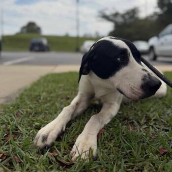 Sam The Ham Wizard -  Mixed Breed Dog for Adoption in Columbiana, Alabama - Sam The Ham Wizard | PetCurious