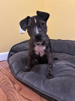 Rescue American Bully and Catahoula Leopard Dog Dogs for Adoption in Newtown, Connecticut - Maude | PetCurious