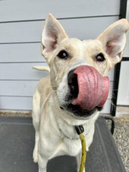 Elsa -  German Shepherd Dog Dog for Adoption in Bothell, Washington - Elsa | PetCurious