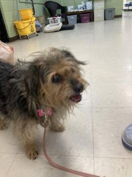 Jasmine -  Yorkshire Terrier and Dachshund Dog for Adoption in Burnsville, North Carolina - Jasmine | PetCurious