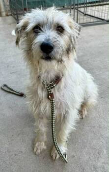 Wirehaired Terrier Dogs Available for Adoption - Rocket  | PetCurious