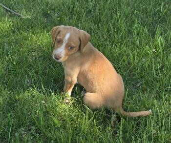 Hound Dogs Available for Adoption in South Bend, Indiana - Potsie | PetCurious
