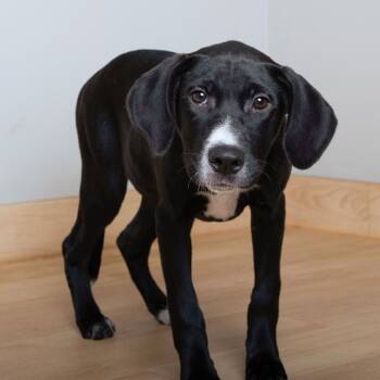 Rescue Black Labrador Retriever and Mixed Breed Dogs for Adoption in Minnetonka, Minnesota - River Rose D67065 | PetCurious