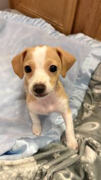 Chiweenie Dogs Available for Adoption - Tiny | PetCurious