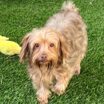 Rescue Silky Terrier and Yorkshire Terrier Dogs for Adoption in Las Vegas, Nevada - Pecan | PetCurious