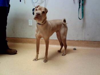 RAPTOR -  Shar Pei and Mixed Breed Dog for Adoption in Martinez, California - RAPTOR | PetCurious