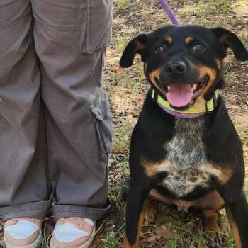 Australian Cattle Dog Blue Heeler and Cardigan Welsh Corgi Dogs Available for Adoption in Austin, Texas - Rusty MC | PetCurious