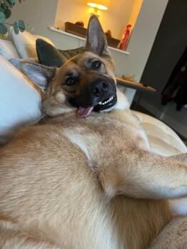 Rescue German Shepherd Dog and Belgian Shepherd Malinois Dogs for Adoption in Bee Cave, Texas - RU | PetCurious