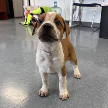 Barkley -  Cattle Dog and Mixed Breed Dog for Adoption in Long Beach, California - Barkley | PetCurious