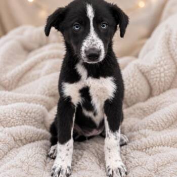 Flame -  Australian Shepherd and Husky Dog for Adoption in Lathrop, California - Flame | PetCurious