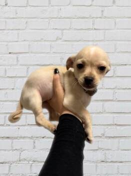 Chihuahua and Mixed Breed Dogs Available for Adoption - Amaretto | PetCurious