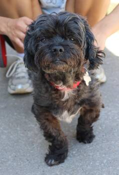 Taz -  Miniature Poodle Dog for Adoption in Harrison, New York - Taz | PetCurious