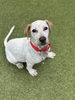 MELON -  German Shorthaired Pointer and Mixed Breed Dog for Adoption in Dedham, Massachusetts - MELON | PetCurious