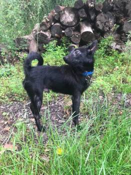 Chewbarkee -  Chihuahua Dog for Adoption in Germantown, Ohio - Chewbarkee | PetCurious