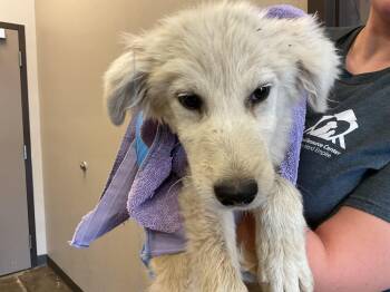 CHASE -  Great Pyrenees Dog for Adoption in Ontario, California - CHASE | PetCurious