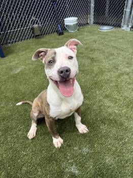 Maddox -  Mixed Breed Dog for Adoption in Lafayette, Indiana - Maddox | PetCurious