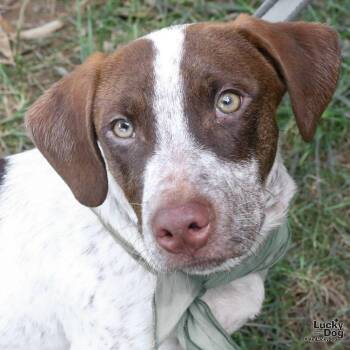 Lasagna -  Pointer and Dachshund Dog for Adoption in Washington, District Of Columbia - Lasagna | PetCurious