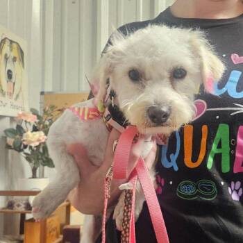 Poodle and Terrier Dogs Available for Adoption in Boonton, New Jersey - Rhianna TX | PetCurious