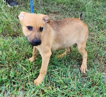 260912  Jesse -  Shepherd and Labrador Retriever Dog for Adoption in Wetumpka, Alabama - 260912  Jesse | PetCurious
