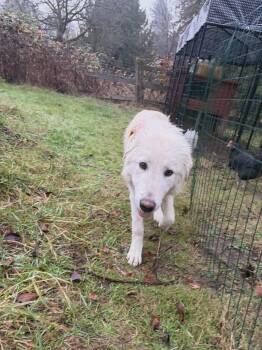 Rescue Great Pyrenees Dogs for Adoption in Puyallup, Washington - Buford | PetCurious