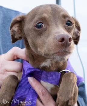 Echo -  Chihuahua Dog for Adoption in Albany, New York - Echo | PetCurious