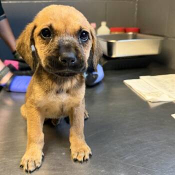 Zion -  Mountain Cur and Hound Dog for Adoption in Tuscaloosa, Alabama - Zion | PetCurious