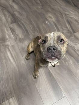 American Bully Dogs Available for Adoption - Jubilee | PetCurious