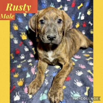 Hound Dogs Available for Adoption in Manchester, Connecticut - Rusty | PetCurious