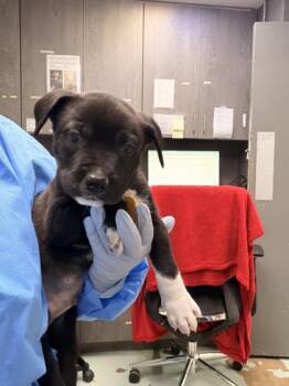 Mixed Breed Dogs Available for Adoption in Fort Worth, Texas - London | PetCurious