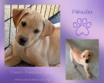 Labrador Retriever and Yellow Labrador Retriever Dogs Available for Adoption in Middletown, Rhode Island - Pikachu | PetCurious