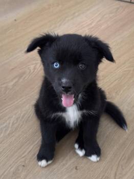 Cherry Garcia -  Siberian Husky Dog for Adoption in Fullerton, California - Cherry Garcia | PetCurious