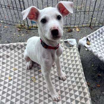 Dr. Alex Karev -  American Staffordshire Terrier Dog for Adoption in Houston, Texas - Dr. Alex Karev | PetCurious