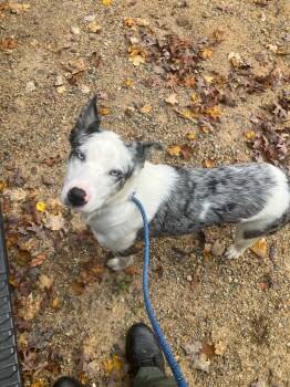 Rescue Australian Cattle Dog Blue Heeler Dogs for Adoption in Chickamauga, Georgia - Cookies N Cream- Adoptable | PetCurious