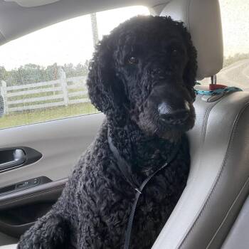 Sharpie -  Standard Poodle and Black Labrador Retriever Dog for Adoption in Sparta, New Jersey - Sharpie | PetCurious