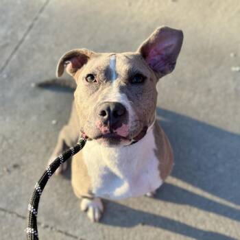 Mixed Breed and Pit Bull Terrier Dogs Available for Adoption in Salt Lake City, Utah - Tucker | PetCurious