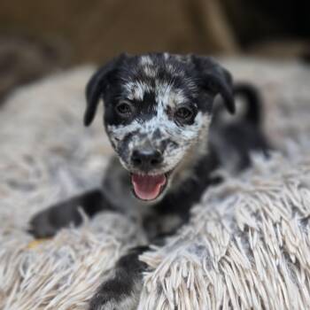 Amazon -  Australian Shepherd Dog for Adoption in Cleveland, Texas - Amazon | PetCurious