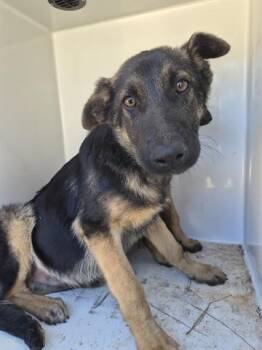 German Shepherd Dog Dogs Available for Adoption - A650866 | PetCurious