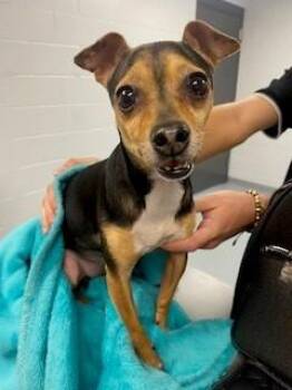 ZOE -  Miniature Pinscher and Mixed Breed Dog for Adoption in St. Cloud, Florida - ZOE | PetCurious