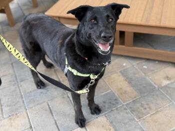 Loni -  Labrador Retriever Dog for Adoption in Mission Viejo, California - Loni | PetCurious