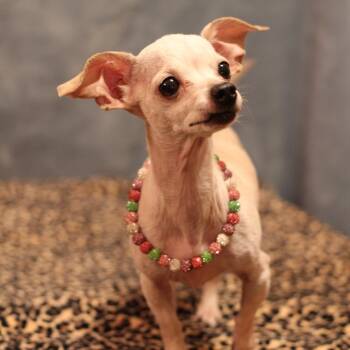 Elsie -  Chihuahua Dog for Adoption in Yukon, Oklahoma - Elsie | PetCurious