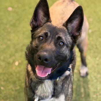 Harley -  Mixed Breed Dog for Adoption in Asheville, North Carolina - Harley | PetCurious