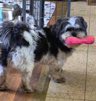 Shelley -  Shih Tzu Dog for Adoption in Union Grove, Wisconsin - Shelley | PetCurious