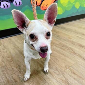 Daffy -  Chihuahua Dog for Adoption in Lyndhurst, Virginia - Daffy | PetCurious