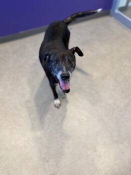 Ellie -  Mixed Breed Dog for Adoption in Bossier City, Louisiana - Ellie | PetCurious