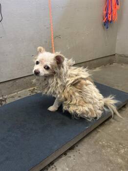 PALPATINE -  Pomeranian and Chihuahua Dog for Adoption in Camarillo, California - PALPATINE | PetCurious