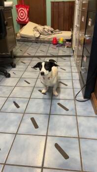 Snooples -  Cocker Spaniel and Dachshund Dog for Adoption in Cortland, New York - Snooples | PetCurious