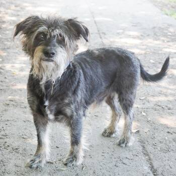 Schnauzer and Mixed Breed Dogs Available for Adoption in Richmond, California - LEROY BROWN Bonded To STEVEN | PetCurious