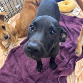 Deek -  Boxer Dog for Adoption in Newborn, Georgia - Deek | PetCurious